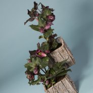 Hellebore Frostkiss from Kwekerij Verboom