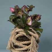 Hellebore Frostkiss from Kwekerij Verboom with rope