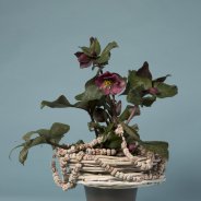 Wintery Hellebore Frostkiss arrangement