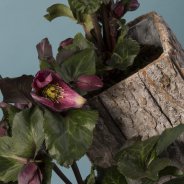 Hellebore Frostkiss from Kwekerij Verboom - close-up