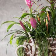 Lush plant arrangement with Bromeliads close up