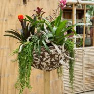 Lush plant arrangement with Bromeliads