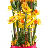 Nutans Snijcymbidium