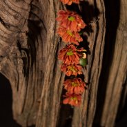 The santini Chrysanthemum 'Pimento Orange' is a beauty in fall themed floral designs