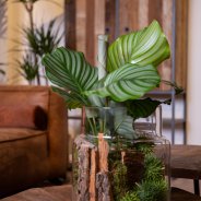 Calathea Orbifolia - Tough - close up