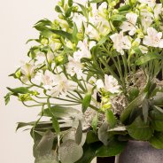 Alstroemeria winter bouquet - Pauline Brouwer - Flower Factor