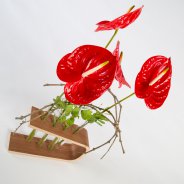 Anthurium object - Pim van den Akker - Flower Factor
