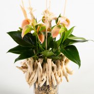 Anthurium arrangement with natural details - Flower Factor
