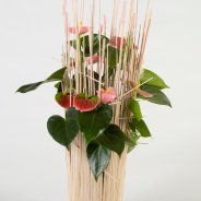 pink Anthurium arrangement - Pim van den Akker - Flower Factor