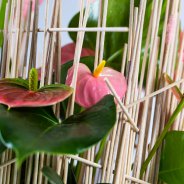 pink Anthurium arrangement - Pim van den Akker - Flower Factor