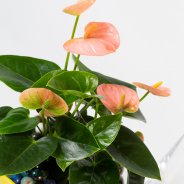 Playfull Anthurium arrangements - Roos van Unen - Flower Factor