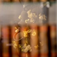 photo: Nico Alsemgeest  - Bloemkunst 2018