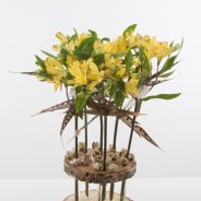 Fun feathery Alstroemeria design flowering