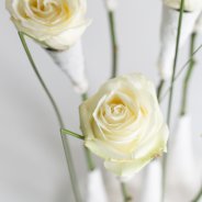 Winter wonder roses - Pim van den Akker - Flower Factor