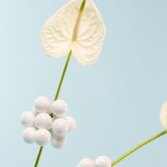 Festively decorated cut Anthuriums - Flower Factor