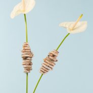 Festively decorated cut Anthuriums - Flower Factor