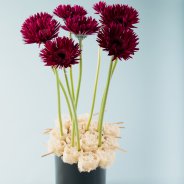 Elegant and contrasting mini Gerbera design
