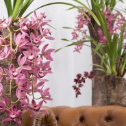 Cascade Cymbidium 'Anisa' 