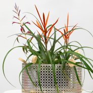 results from the livestream: a beautiful plant arrangement with Bromeliads from the United Dutch Bromeliad growers (plants courtesy Corn. Bak) - photo Nils van Houts