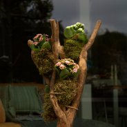 Garden Kalanchoe kokedama - Pim van den Akker - Flower Factor