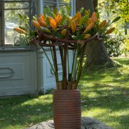 Orange Sunderland lily arrangement