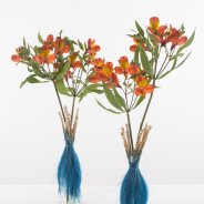 Small bouquets with Alstroemeria 'HipHop' open flowers