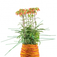 Kalanchoe arrangement