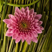 Zentoo's Chrysanthemum flavours Sorbet 'Berry'