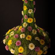 Zentoo Sorbet flavours