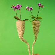 orchid arrangement idea Pim van den Akker Opti flor