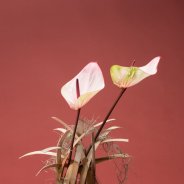 Anthurium arrangement with 'Facetto'