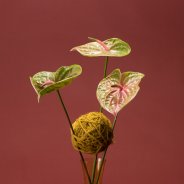 cute cut Anthurium 'Pistache' arrangement