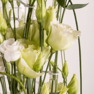 Lisianthus Rosita Pure White and Alissa Green from Sakata
