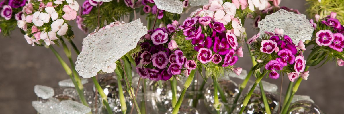 Breanthus for Christmas Breanthus for Christmas