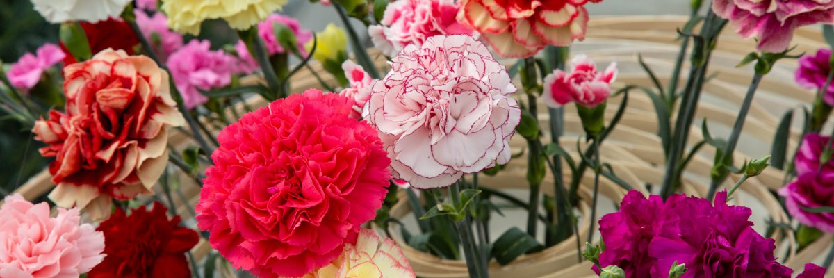 Colourful #TrendyDianthus arrangement Colourful #TrendyDianthus arrangement