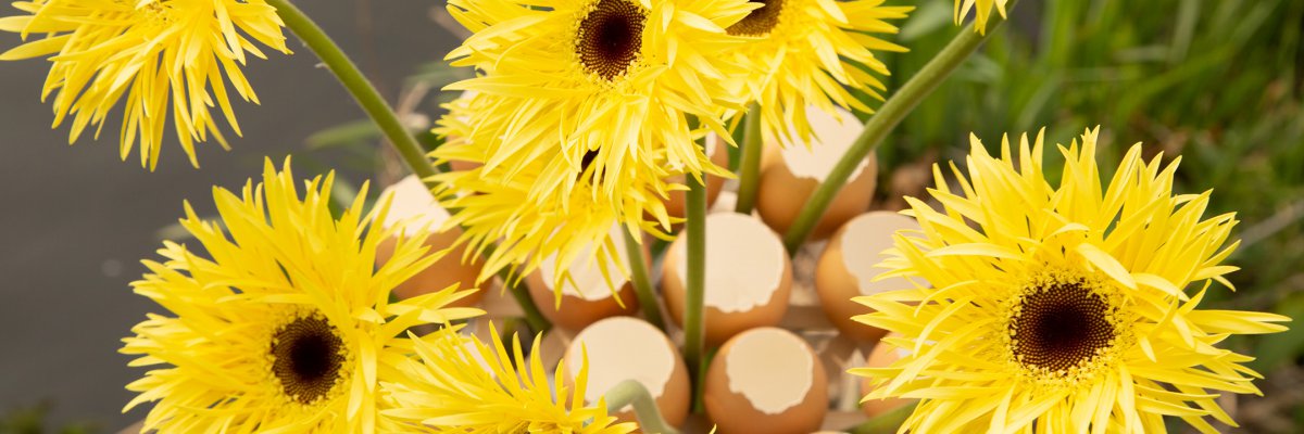 Fast Easter flowers with Gerberas and eggs