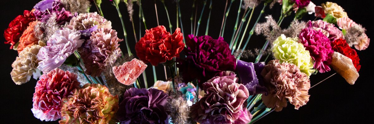 Dianthus for Christmas