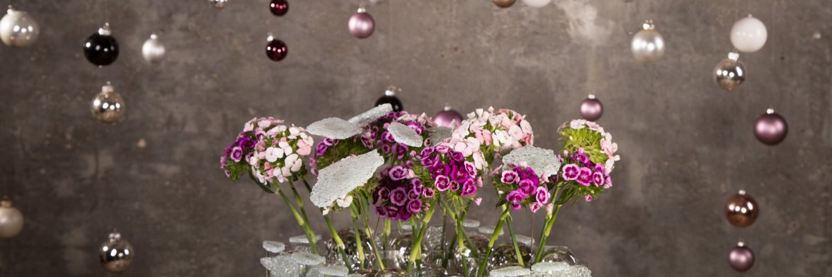 Breanthus for Christmas