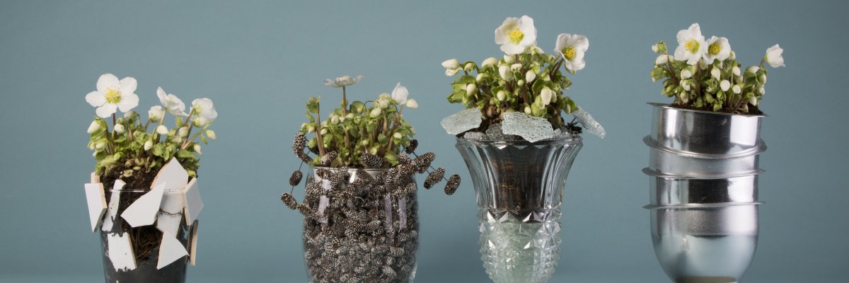 Verboom Beauty Helleborus winter arrangements