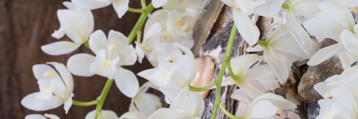 Beach look with the Ice Cascade Cymbidium