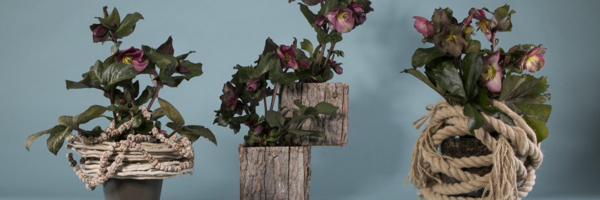 Fast wintery Hellebore 'Frostkiss' arrangements