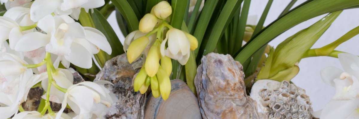 Beach look with the Ice Cascade Cymbidium