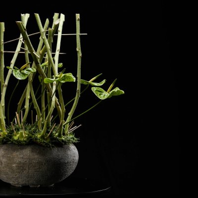 Anthurium Midori and sunflowers