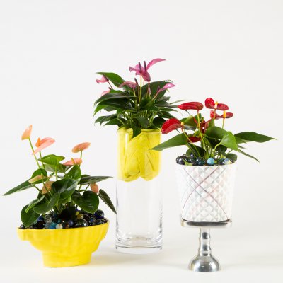 Playfull Anthurium arrangements