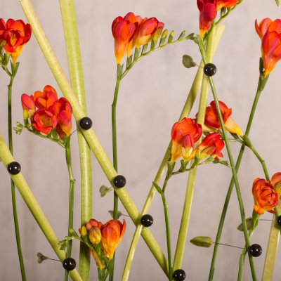 Festive Freesia framework