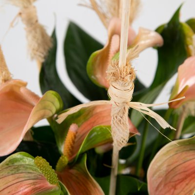Anthurium with natural details