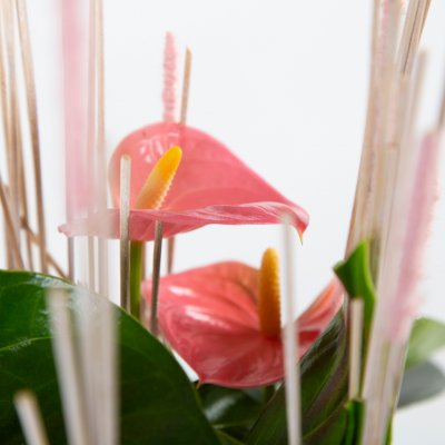 Pink Anthurium arrangement