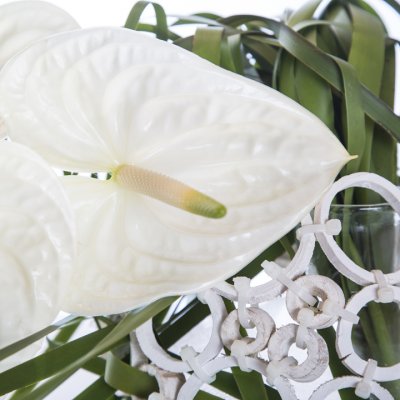 Cut Anthurium Christmas design