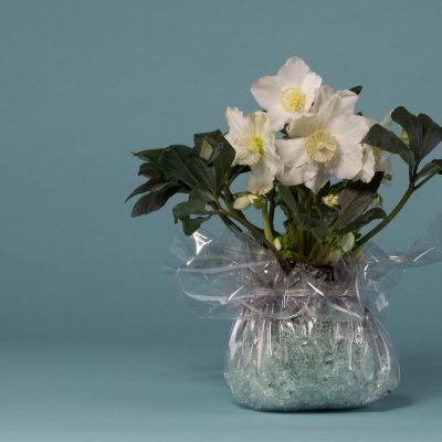 Winter gift with Hellebore 'Niger'