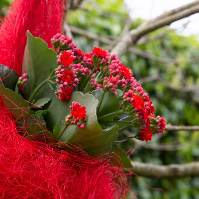 Garden Kalanchoë in hanging nest